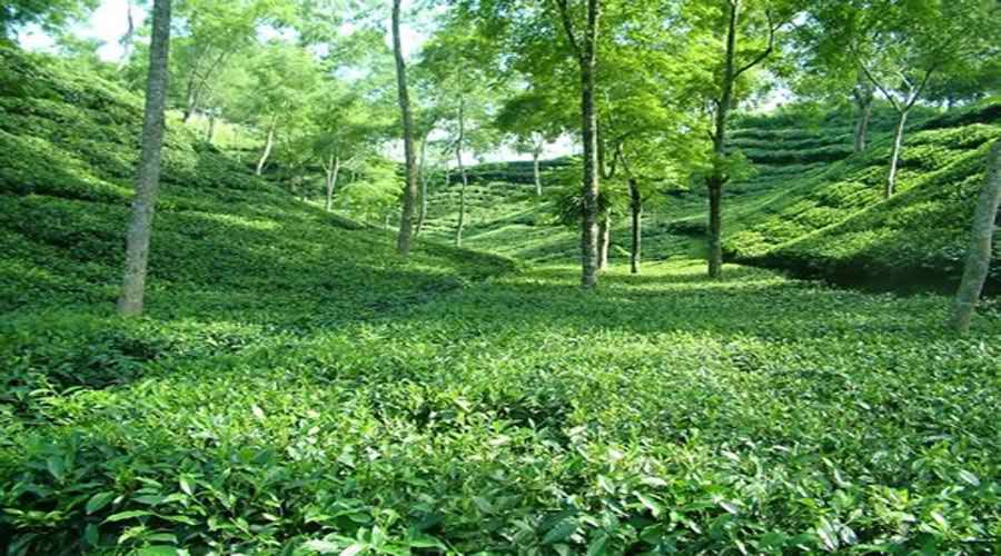 sylhet tea garden