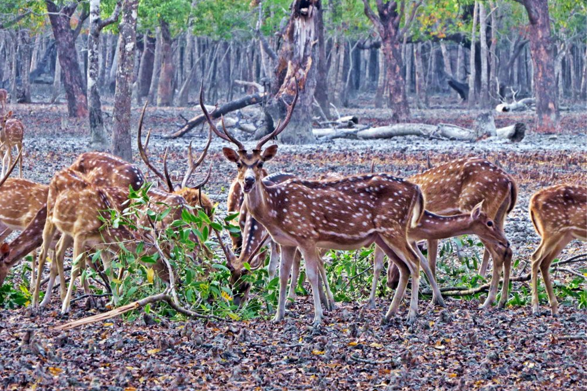 sundarbans-bangladesh sundarbans-bangladesh