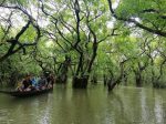 Ratargul Swamp Forest Is Famous For Tourist Place 2020 Ratargul Swamp Forest