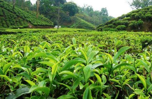 Sylhet Tea Garden 1