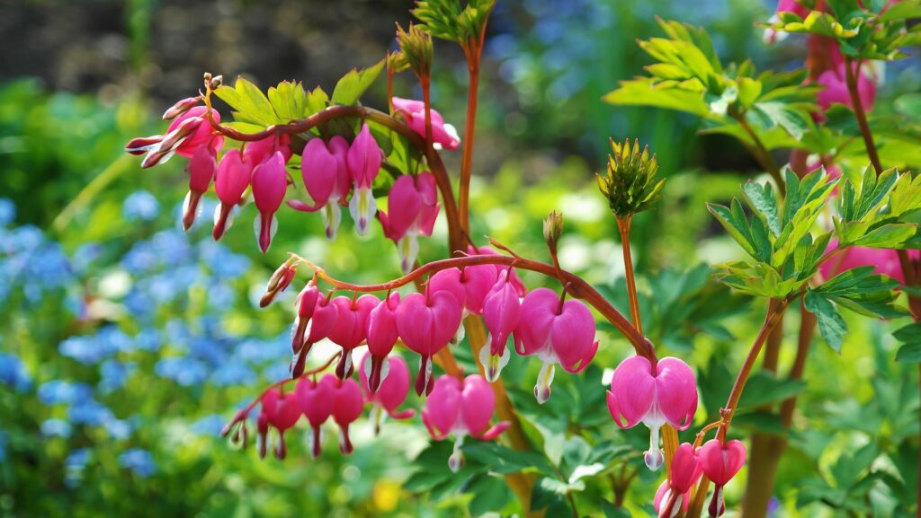 The Tangled Heart Plant