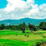 Pachgaon-Netrokona