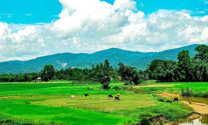 Pachgaon-Netrokona