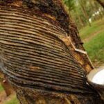 Santoshpur-Rubber-Garden
