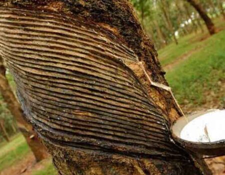 Santoshpur-Rubber-Garden