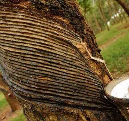 Santoshpur-Rubber-Garden