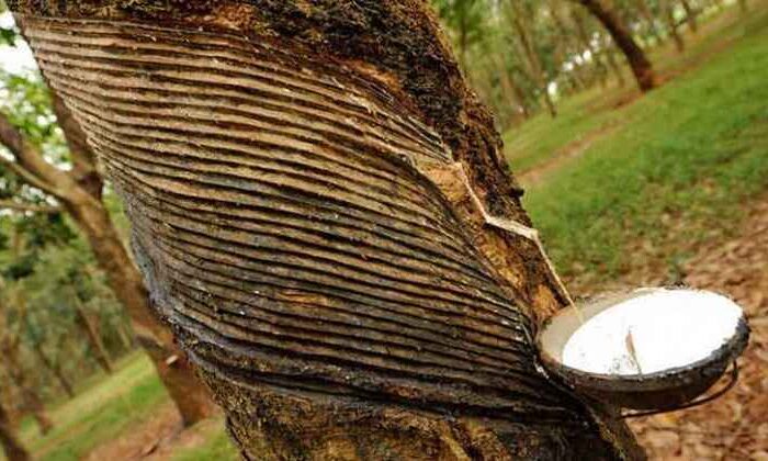 Santoshpur-Rubber-Garden