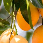 harivanga-mango-rangpur