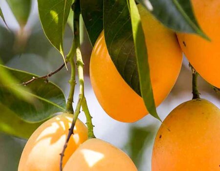harivanga-mango-rangpur
