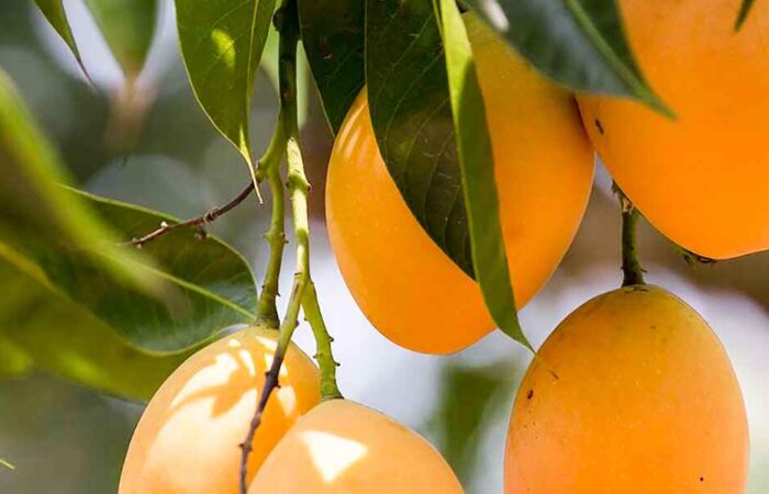 harivanga-mango-rangpur