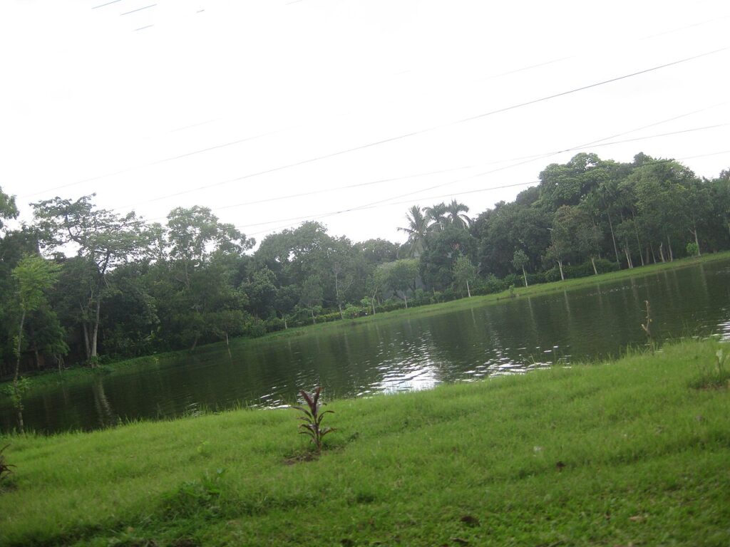 বাংলাদেশ কৃষি বিশ্ববিদ্যালয় ক্যাম্পাসের পুকুর