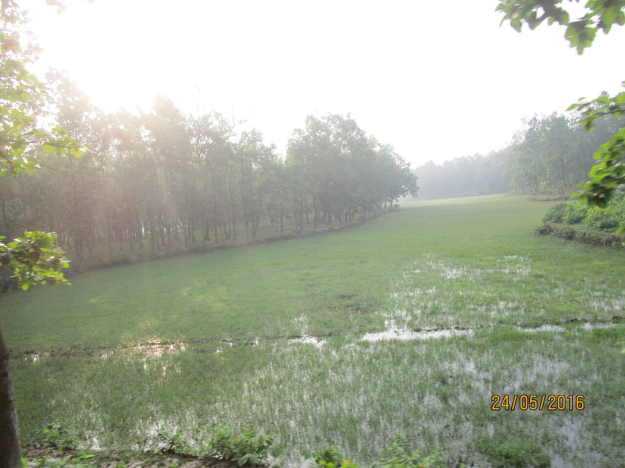 ভাওয়াল জাতীয় উদ্যান: সবুজের রাজ্য 2 ভাওয়াল জাতীয় উদ্যানের বন