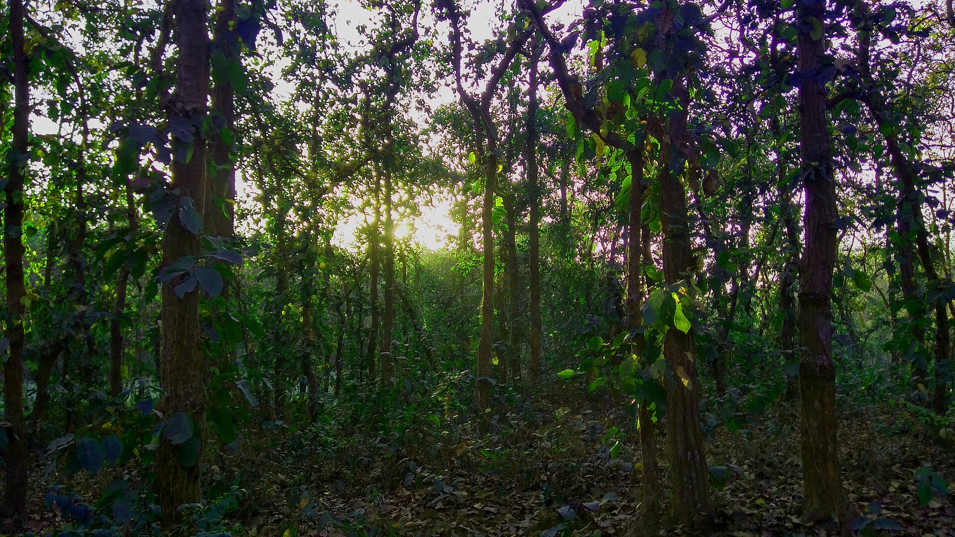 ভাওয়াল জাতীয় উদ্যানের দৃশ্য, গাজীপুর (প্রতিনিধিত্বমূলক ছবি)