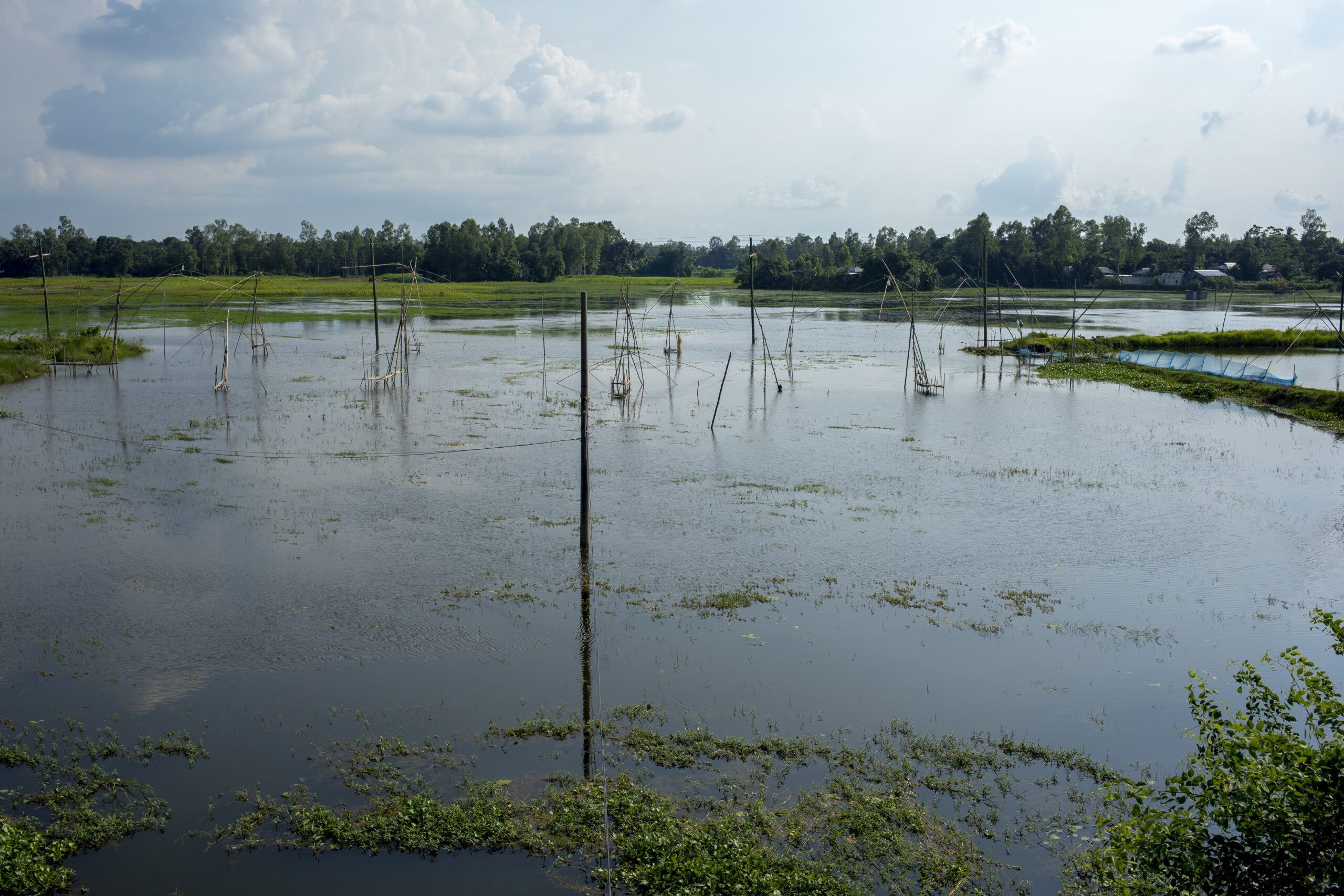 চলনবিলের দৃশ্য