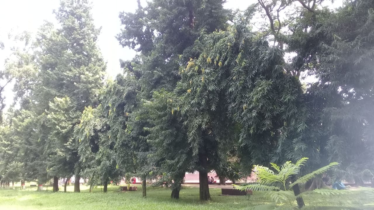 চন্দ্রিমা উদ্যানের সবুজ
