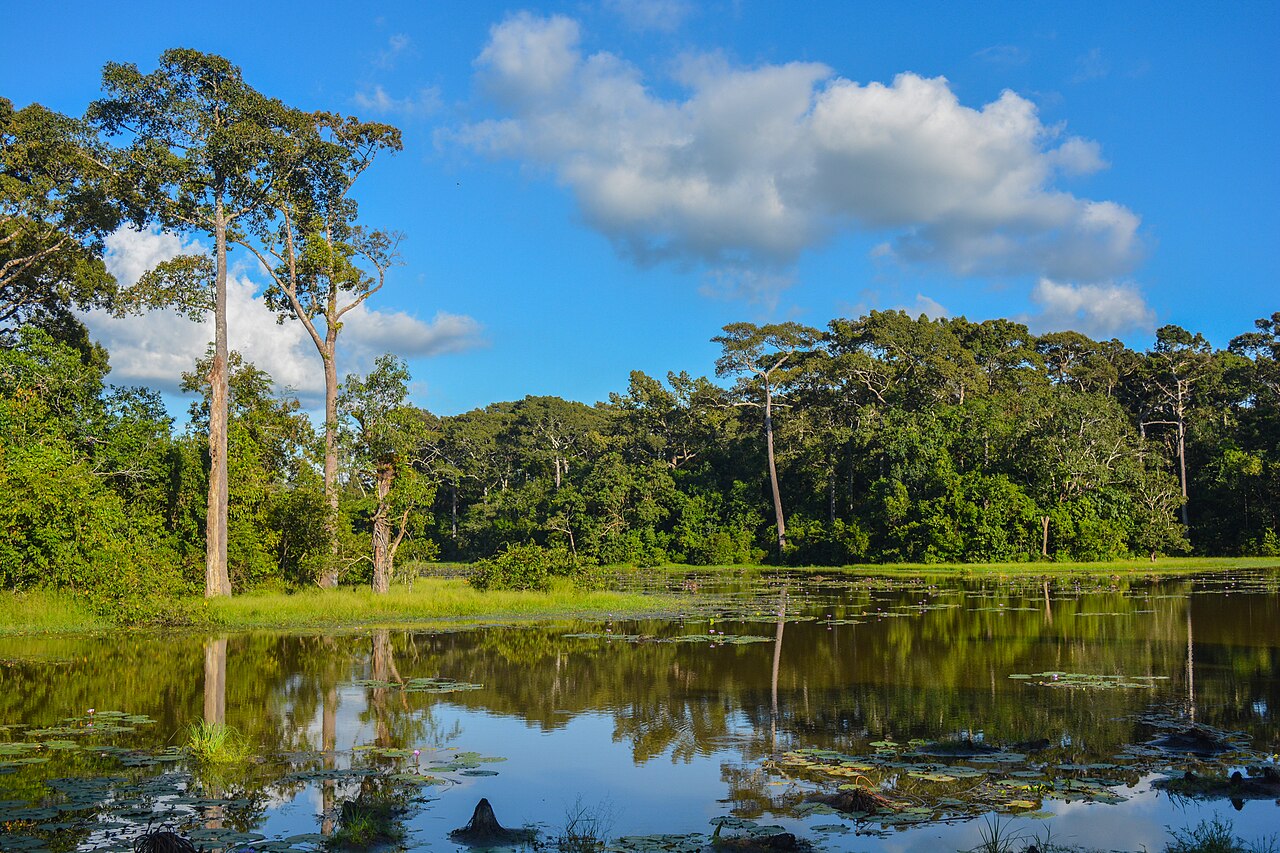 ডুলাহাজারা সাফারি পার্কের সবুজ বনভূমি, চকরিয়া, কক্সবাজার