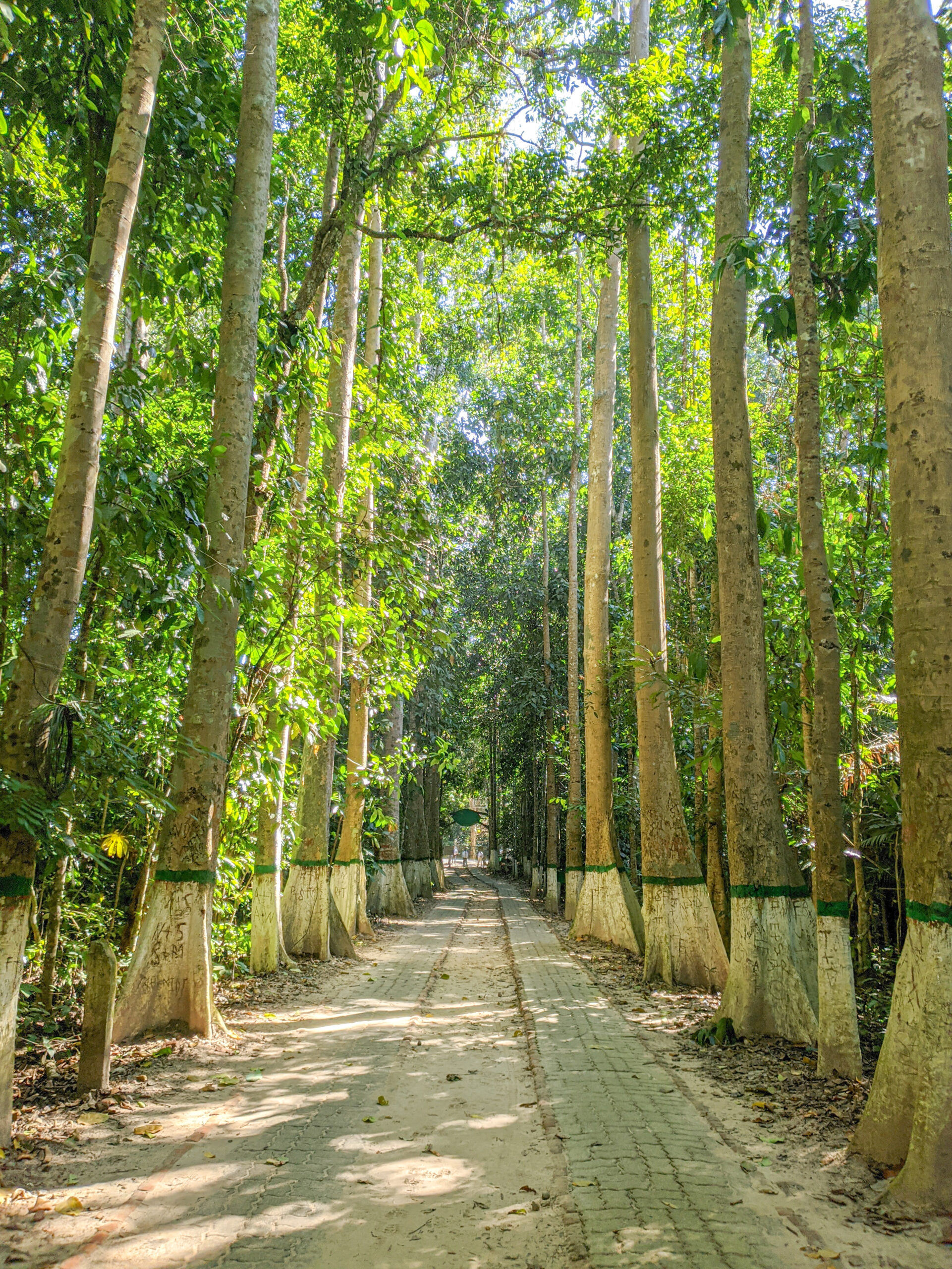 লাউয়াছড়া জাতীয় উদ্যান: বাংলাদেশের রেইন ফরেস্ট ভ্রমণ গাইড 5 লাউয়াছড়া জাতীয় উদ্যানের প্রবেশপথের সড়ক