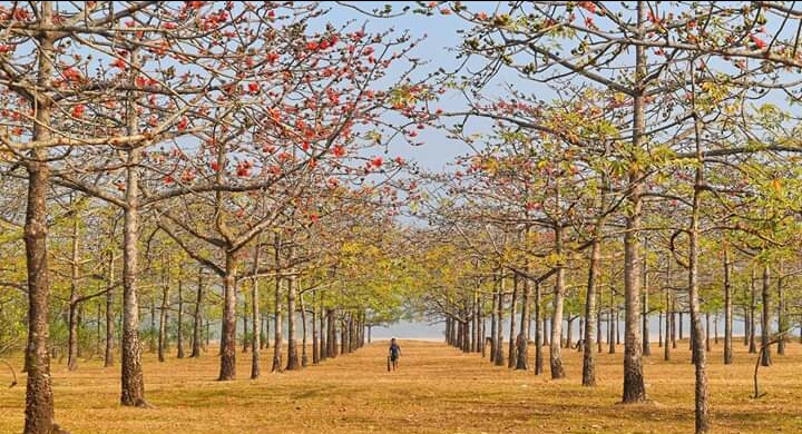 শিমুল বাগান, তাহিরপুর: সুনামগঞ্জের লাল ফুলের রাজ্য — যাওয়ার উপায়, খরচ ও সম্পূর্ণ গাইড 1 শিমুল বাগানের লাল ফুলে ছাওয়া গাছের সারি