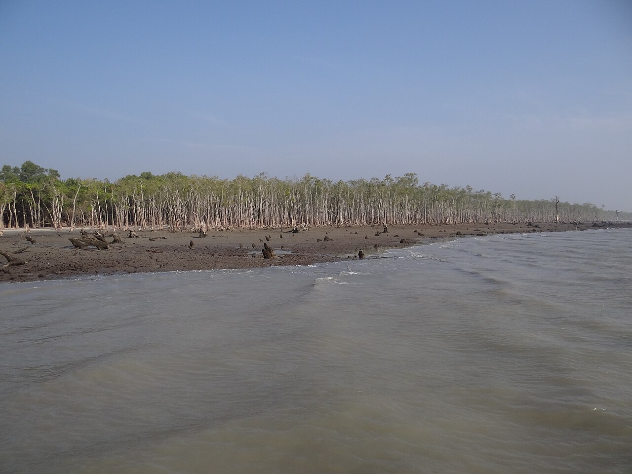 হিরণ পয়েন্টে ম্যানগ্রোভ বন