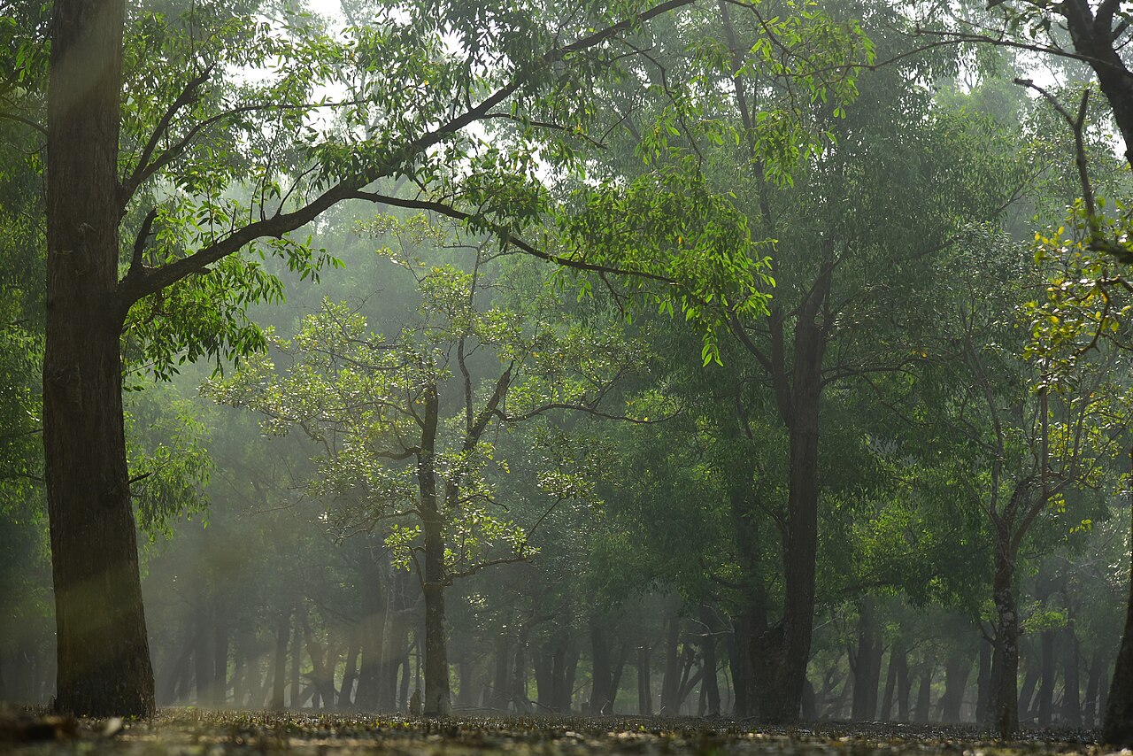 ম্যানগ্রোভ বনের ভেতরে