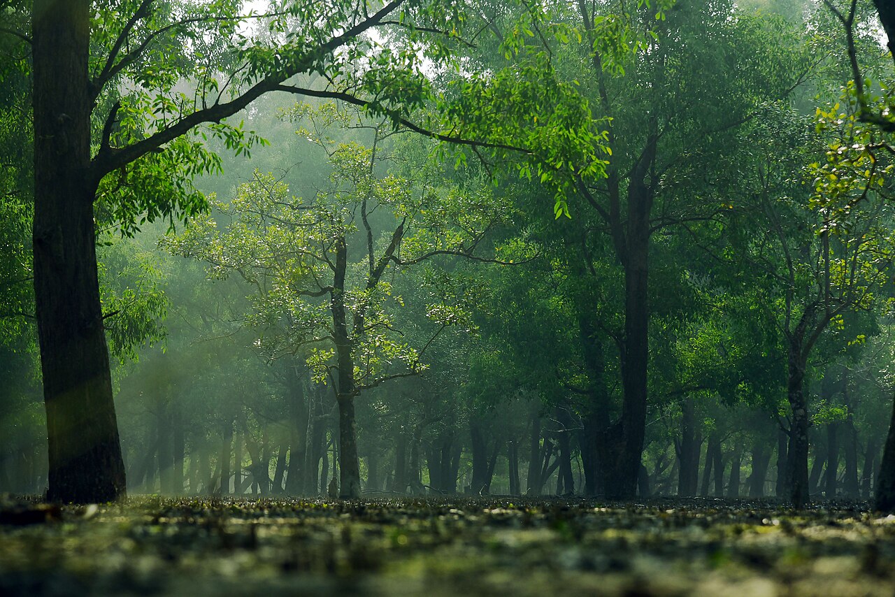 নাটকীয় ম্যানগ্রোভ বন