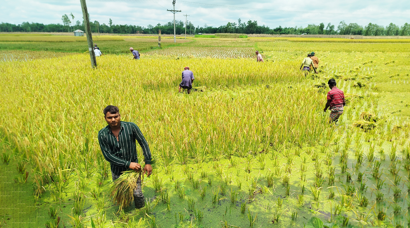 ঢাকা থেকে সৈয়দপুর বাসের সময়সূচি ও ভাড়া 2 নীলফামারীর সোনালি ধানক্ষেতে ধান কাটছেন কৃষকরা