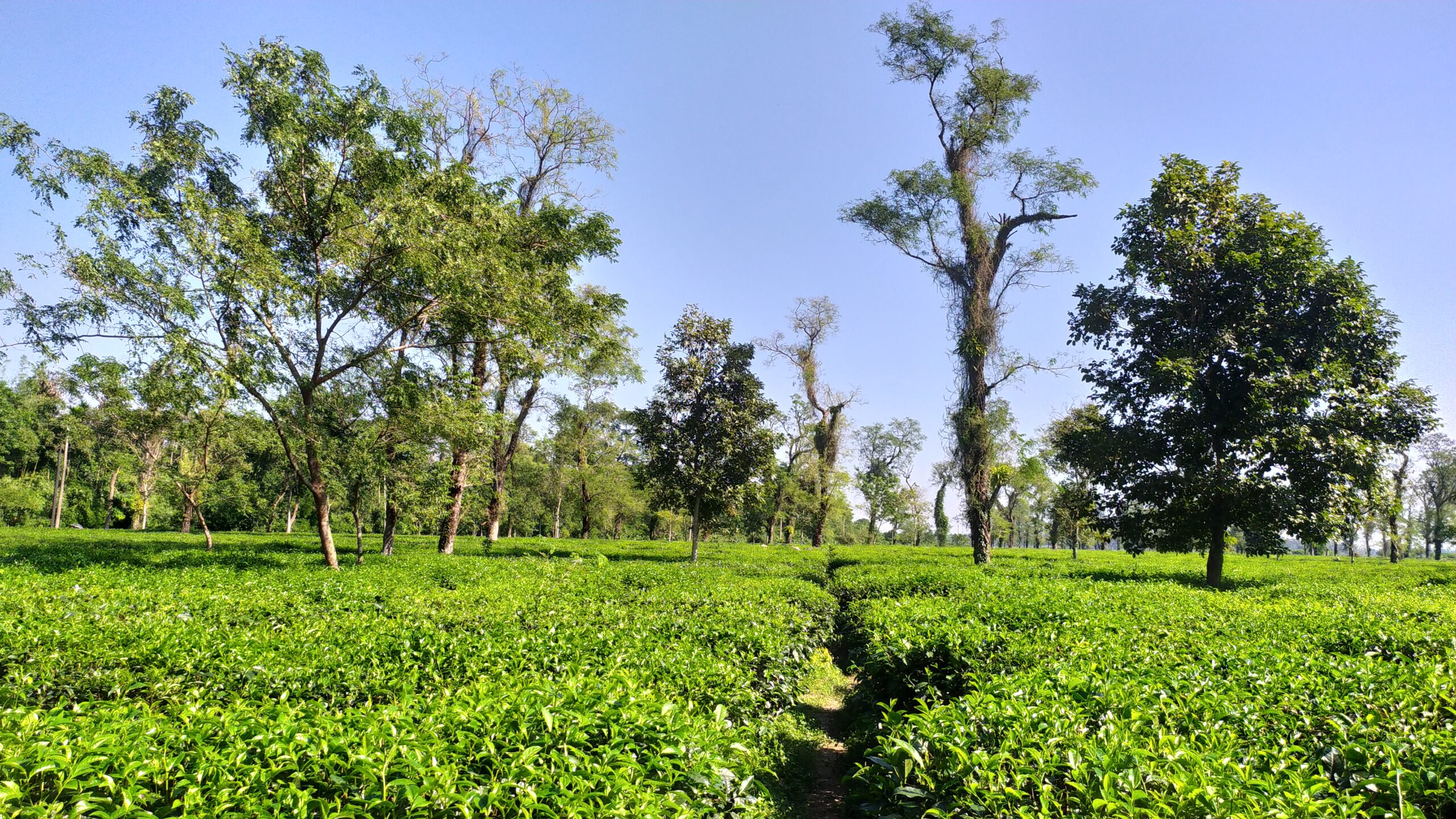 জাফলংয়ের চা বাগান