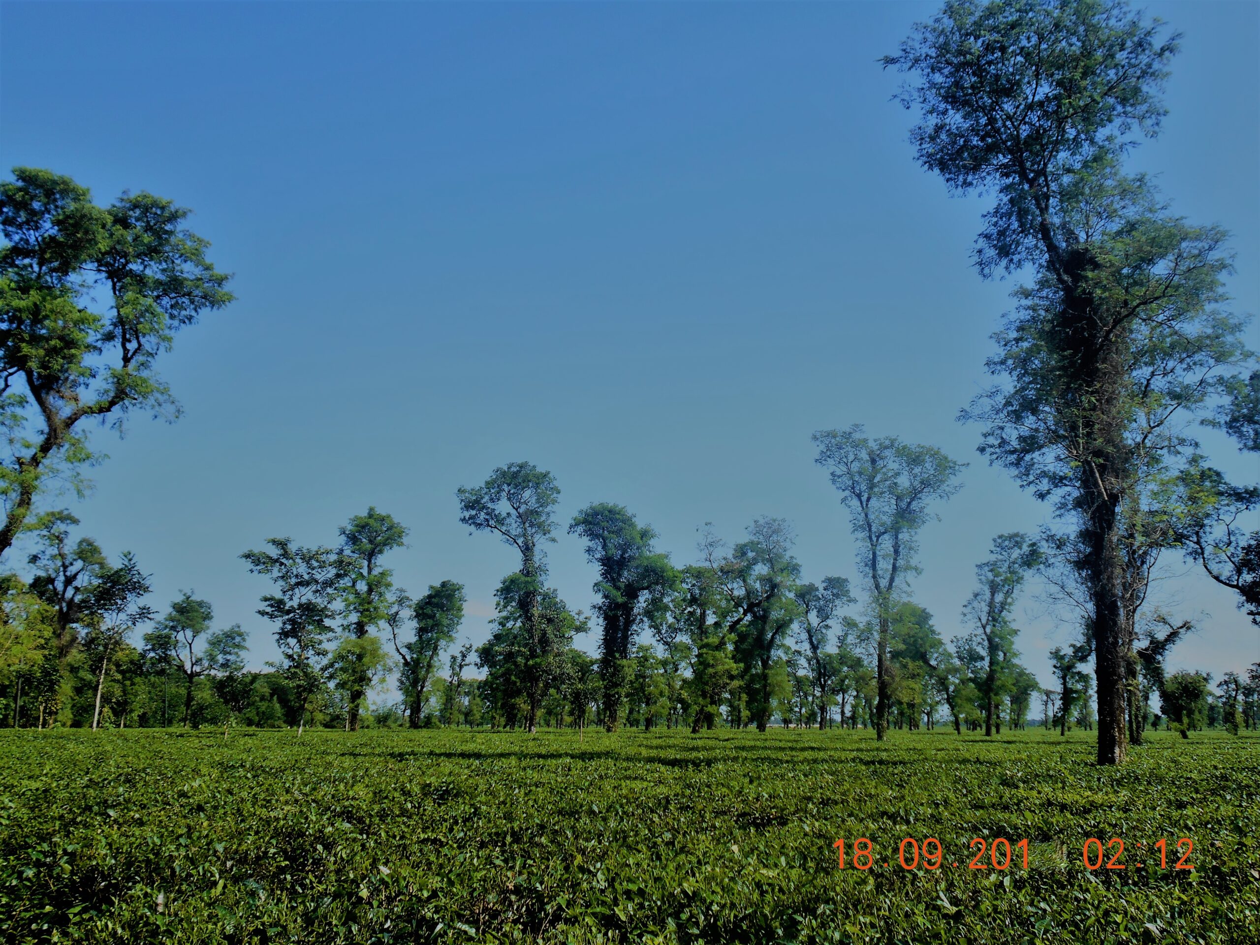 জাফলং এর হোটেল ও রিসোর্ট 5 সিলেট অঞ্চলের চা-বাগান — জাফলং যাওয়ার পথে (প্রতিনিধিত্বমূলক ছবি)