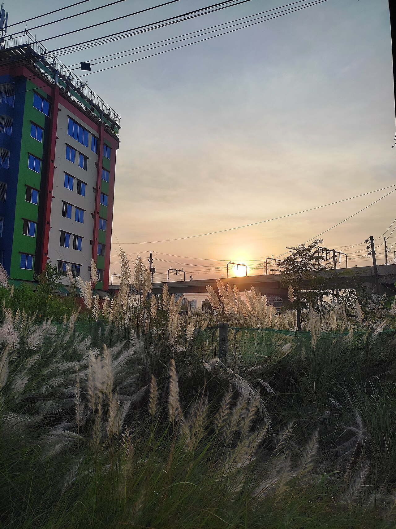 শরতে কাশফুল, দিয়াবাড়ি, ঢাকা