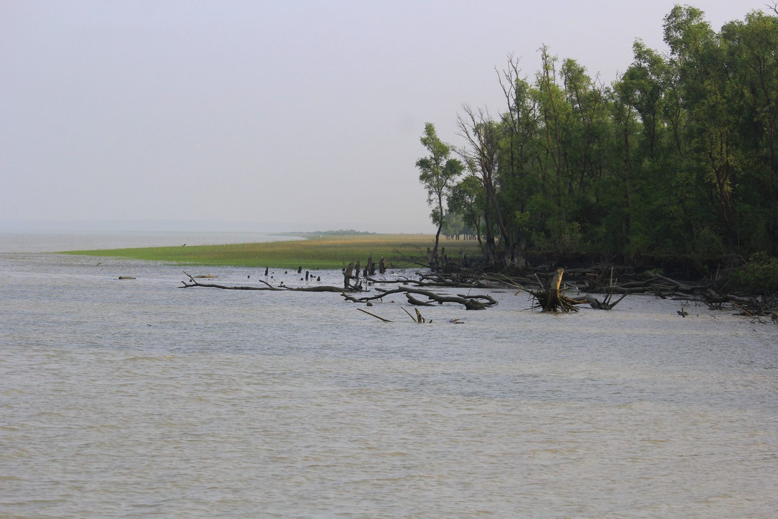 চর কুকরি মুকরি ভ্রমণ গাইড: ভোলার বন্যপ্রাণী অভয়ারণ্য ও সাগরপাড়ের চর 1 চর কুকরি মুকরির ম্যানগ্রোভ বন