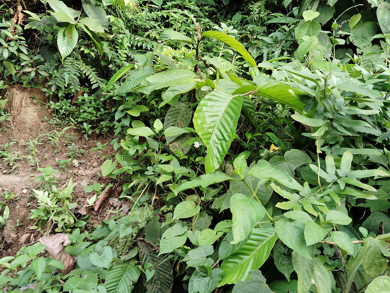মধুটিলা ইকোপার্ক