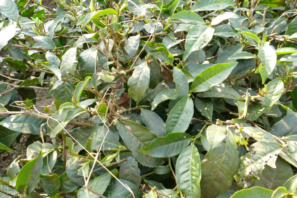 নভেম ইকো রিসোর্ট শ্রীমঙ্গল — চা বাগানের প্রতিনিধিত্বমূলক ছবি