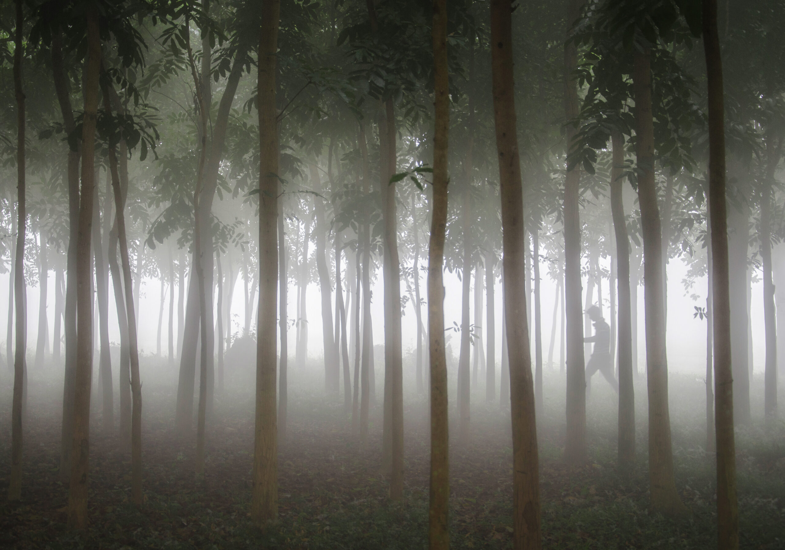 লাওয়াছড়া বন (প্রতিনিধিত্বমূলক)