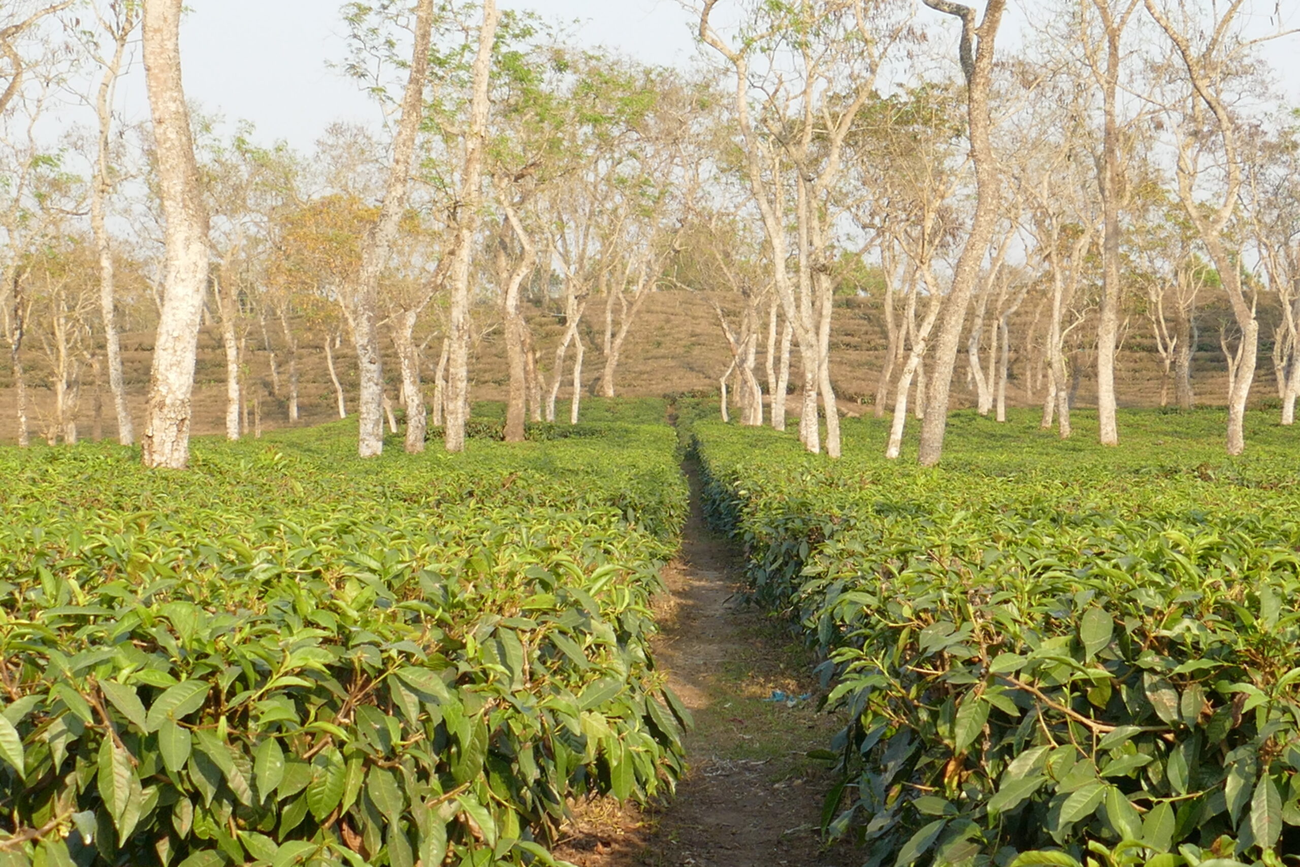 শ্রীমঙ্গলের চা বাগান (প্রতিনিধিত্বমূলক)