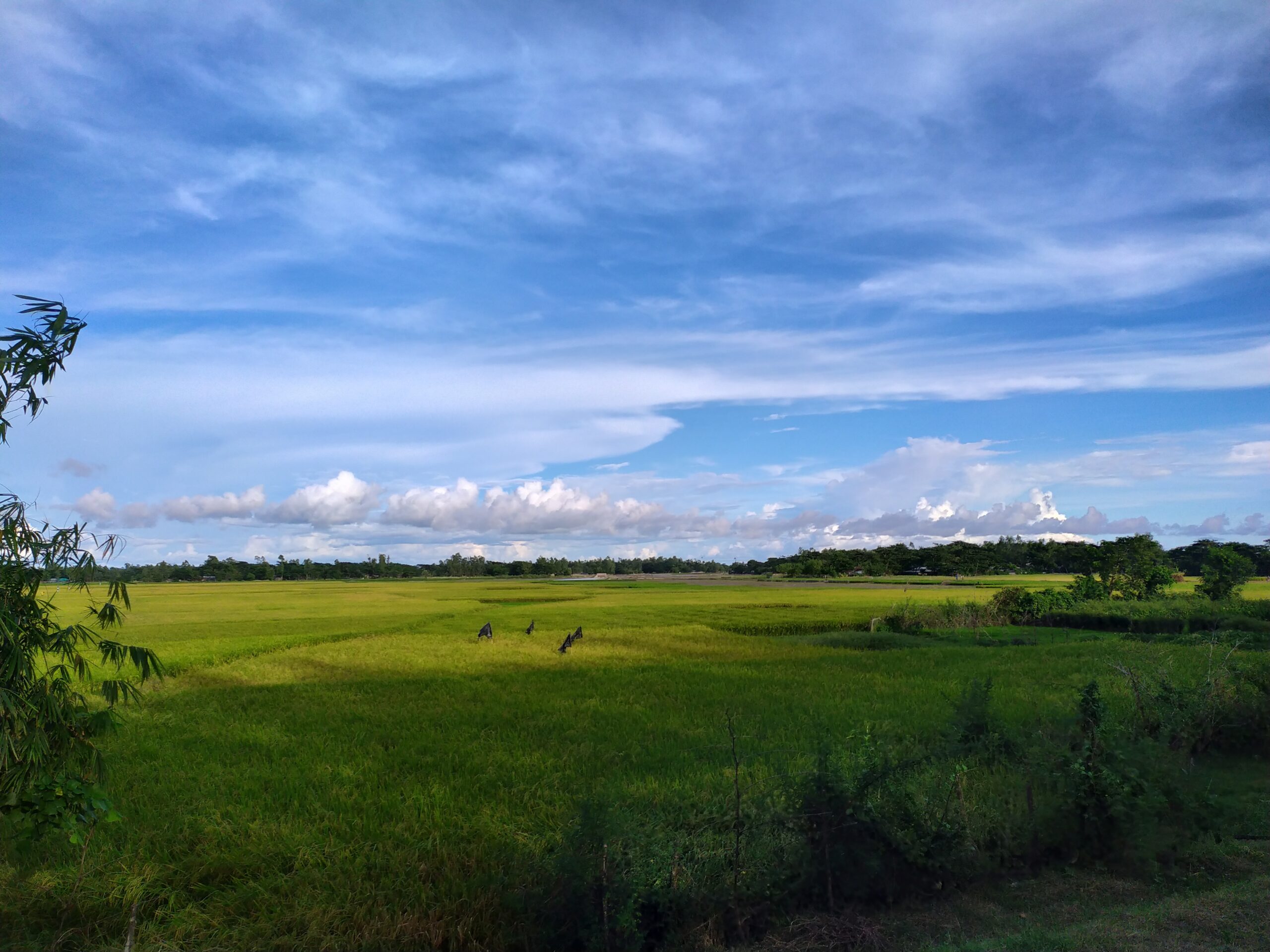 কুতুবদিয়া দ্বীপ ভ্রমণ গাইড: বাতিঘর, নির্জন সৈকত ও যাওয়ার সম্পূর্ণ উপায় 5 কুতুবদিয়া দ্বীপের ধানখেত ও গ্রামীণ দৃশ্য