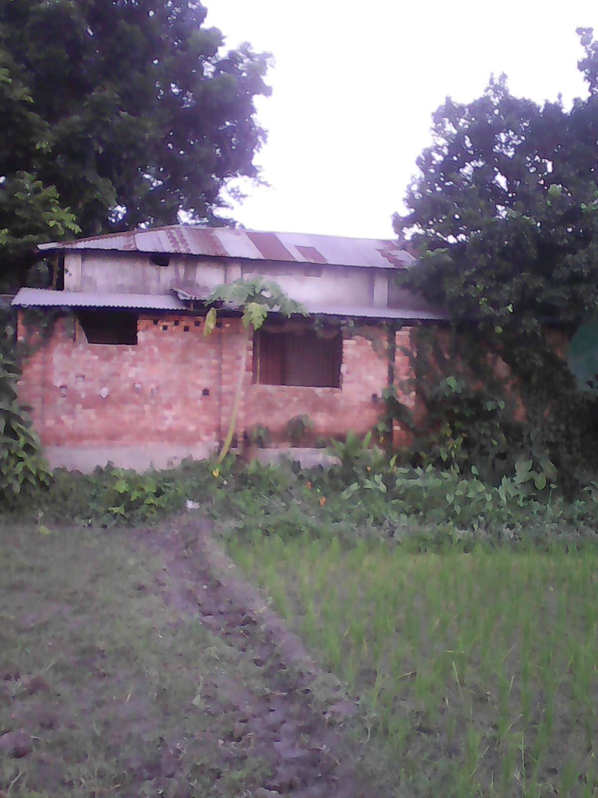 পীরগাছা রংপুর: ঐতিহ্যের স্থান 1 পীরগাছা মাদ্রাসা