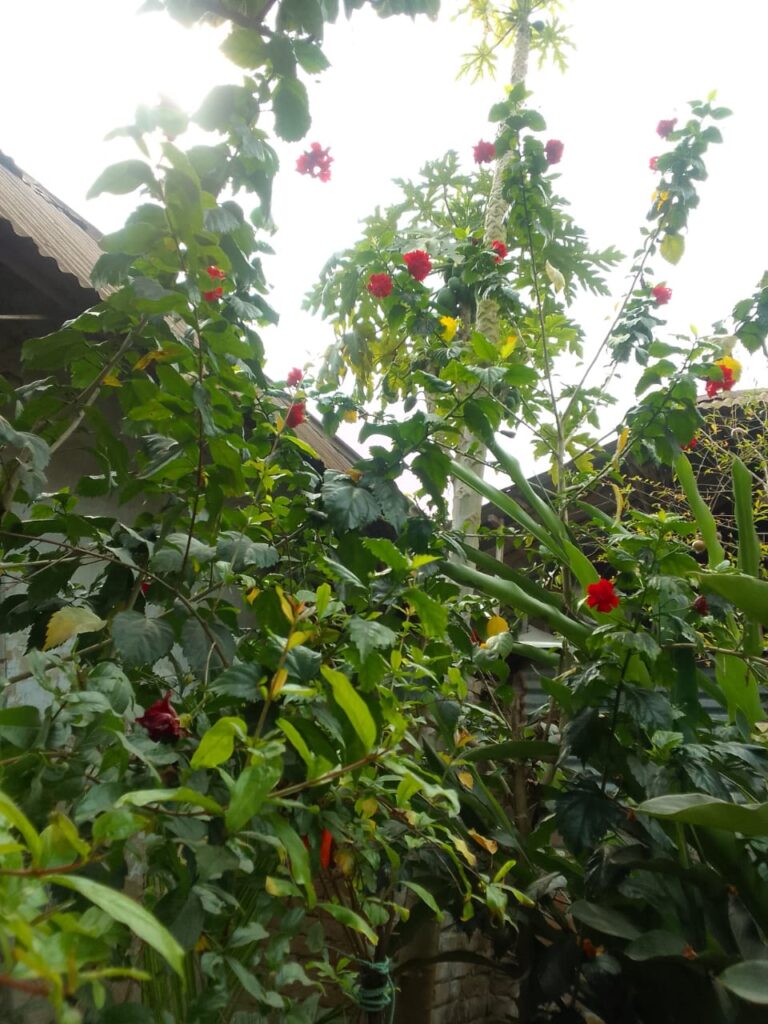 প্রয়াস সেনা বিনোদন পার্কের সবুজ বৃক্ষসারি, রংপুর