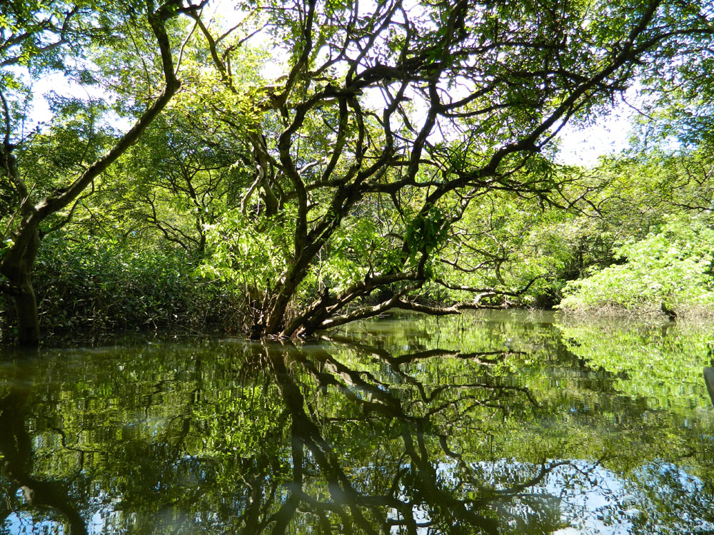 রাতারগুল জলাবনে নৌকা ভ্রমণ