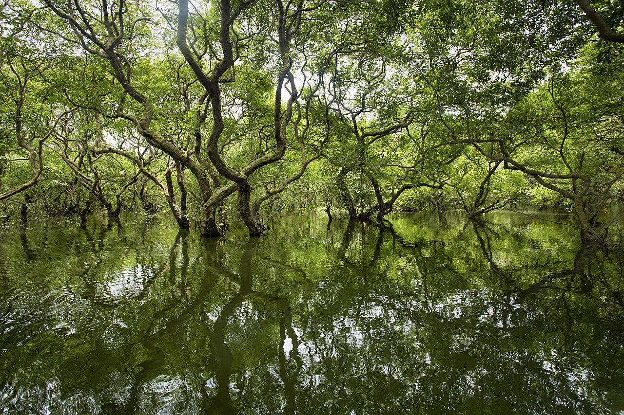 রাতারগুল সোয়াম্প ফরেস্ট, গোয়াইনঘাট, সিলেট