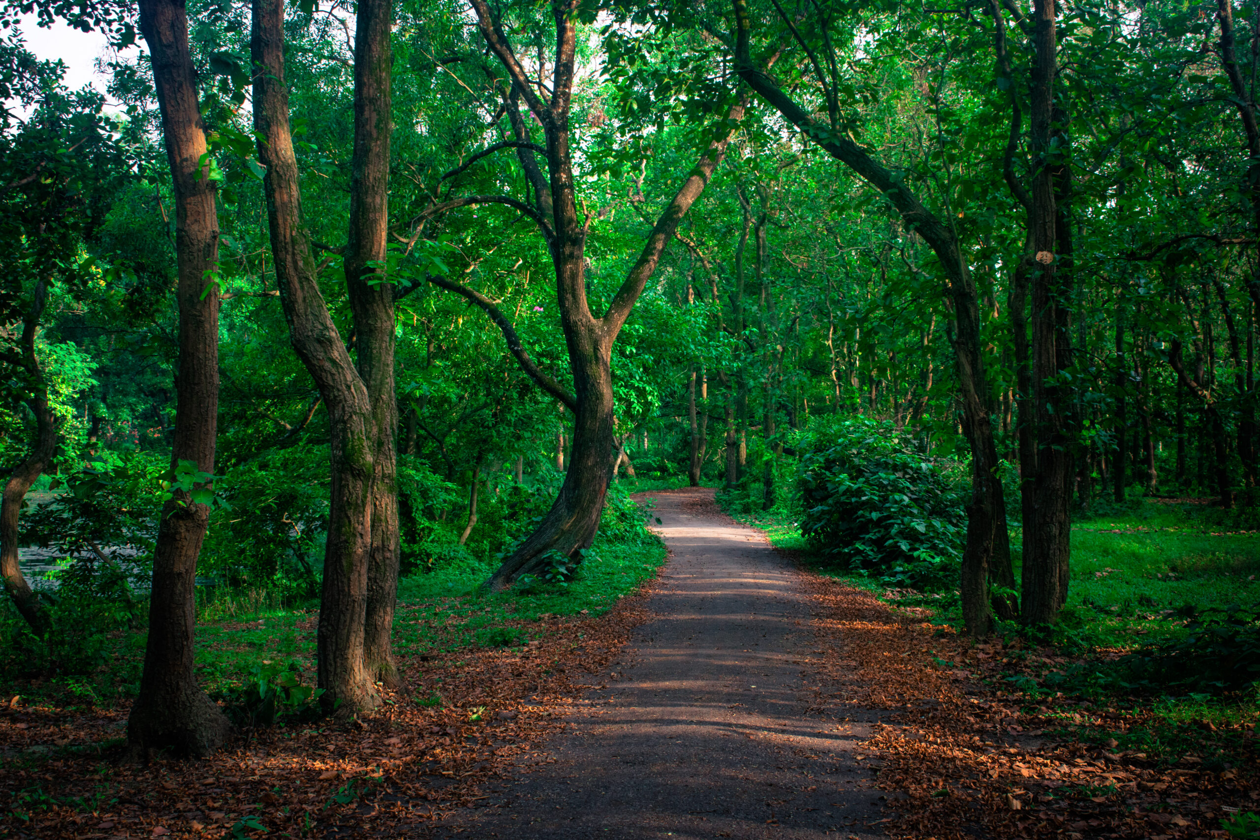 বনের পথ