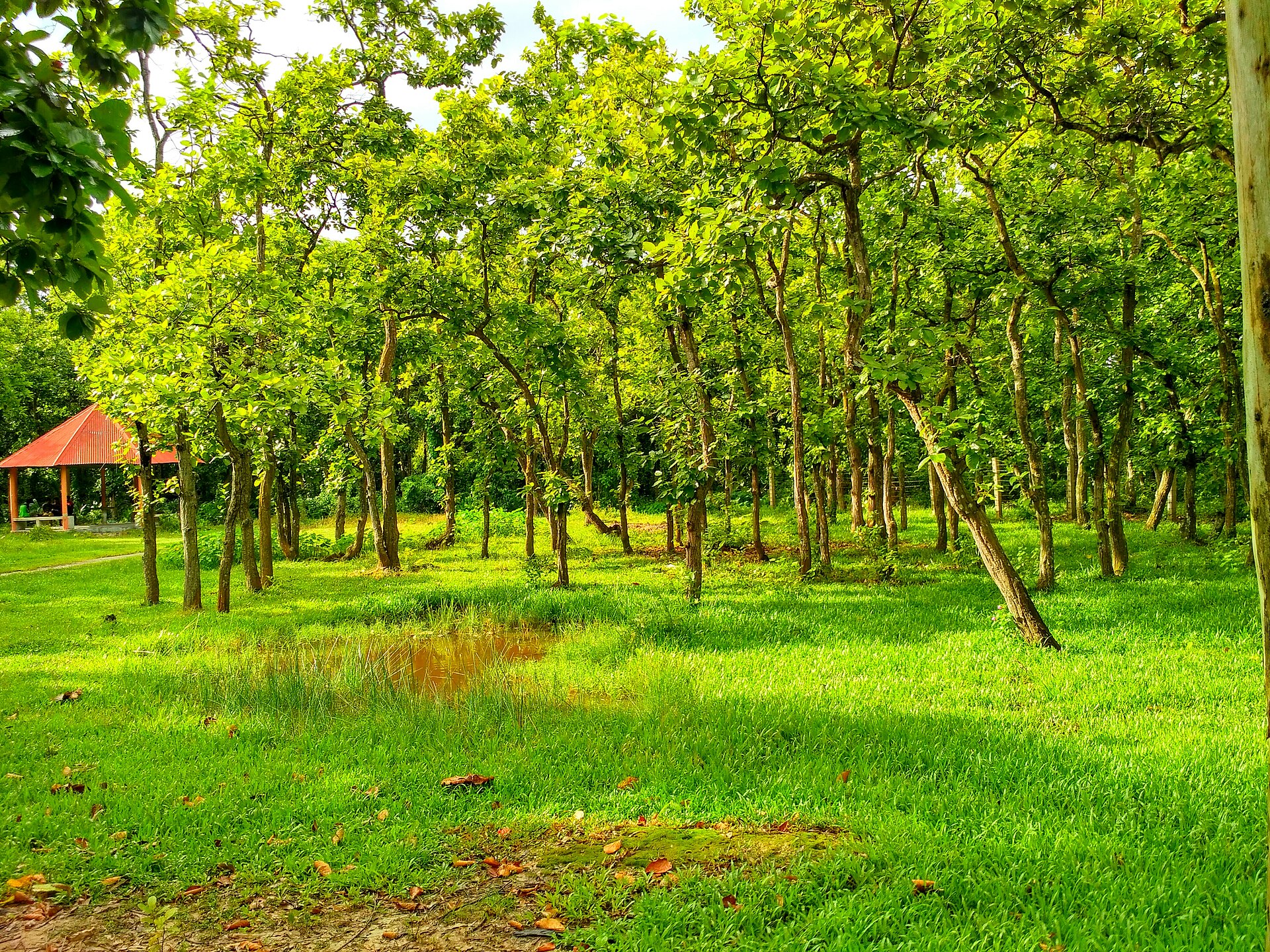 ভাওয়ালের শালবন, গাজীপুর (প্রতিনিধিত্বমূলক ছবি)