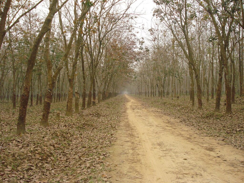সন্তোষপুর রাবার বাগান