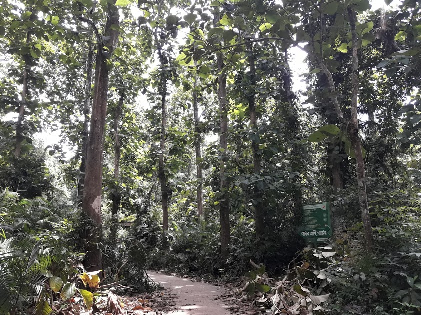সাতছড়ি জাতীয় উদ্যানের ঘন বন, হবিগঞ্জ