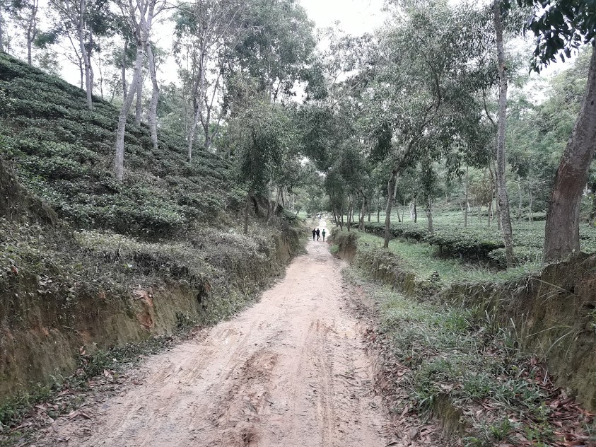 সাতছড়ি জাতীয় উদ্যানের বনপথ, হবিগঞ্জ