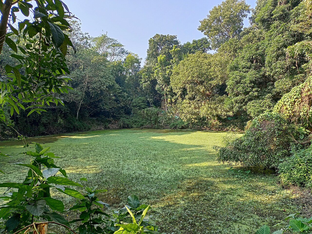 সবুজে ঘেরা গ্রামীণ পুকুর — নারায়ণগঞ্জের আবহ (প্রতীকী)