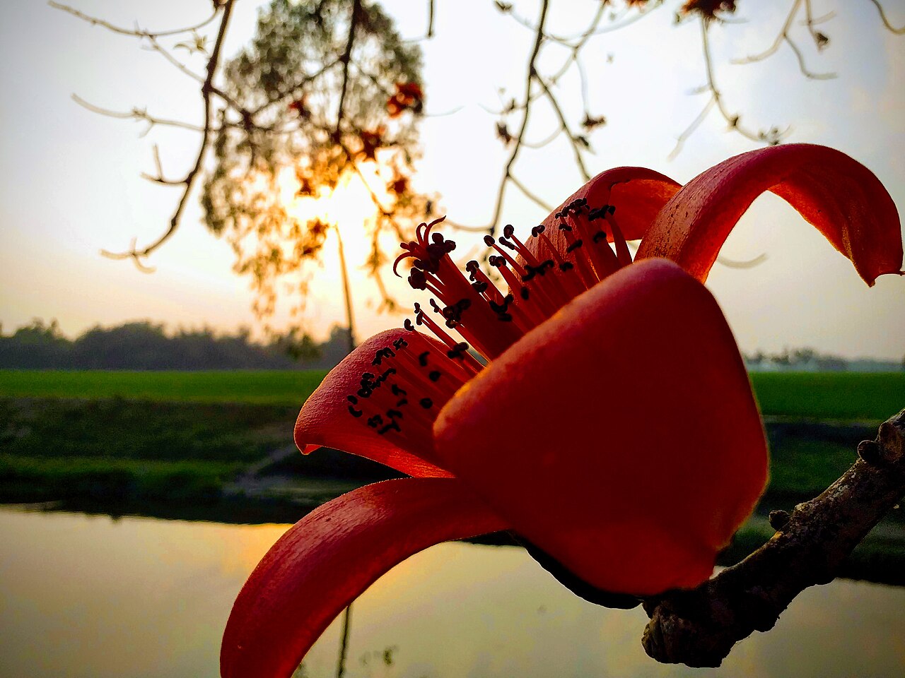 বসন্তে শিমুল ফুল