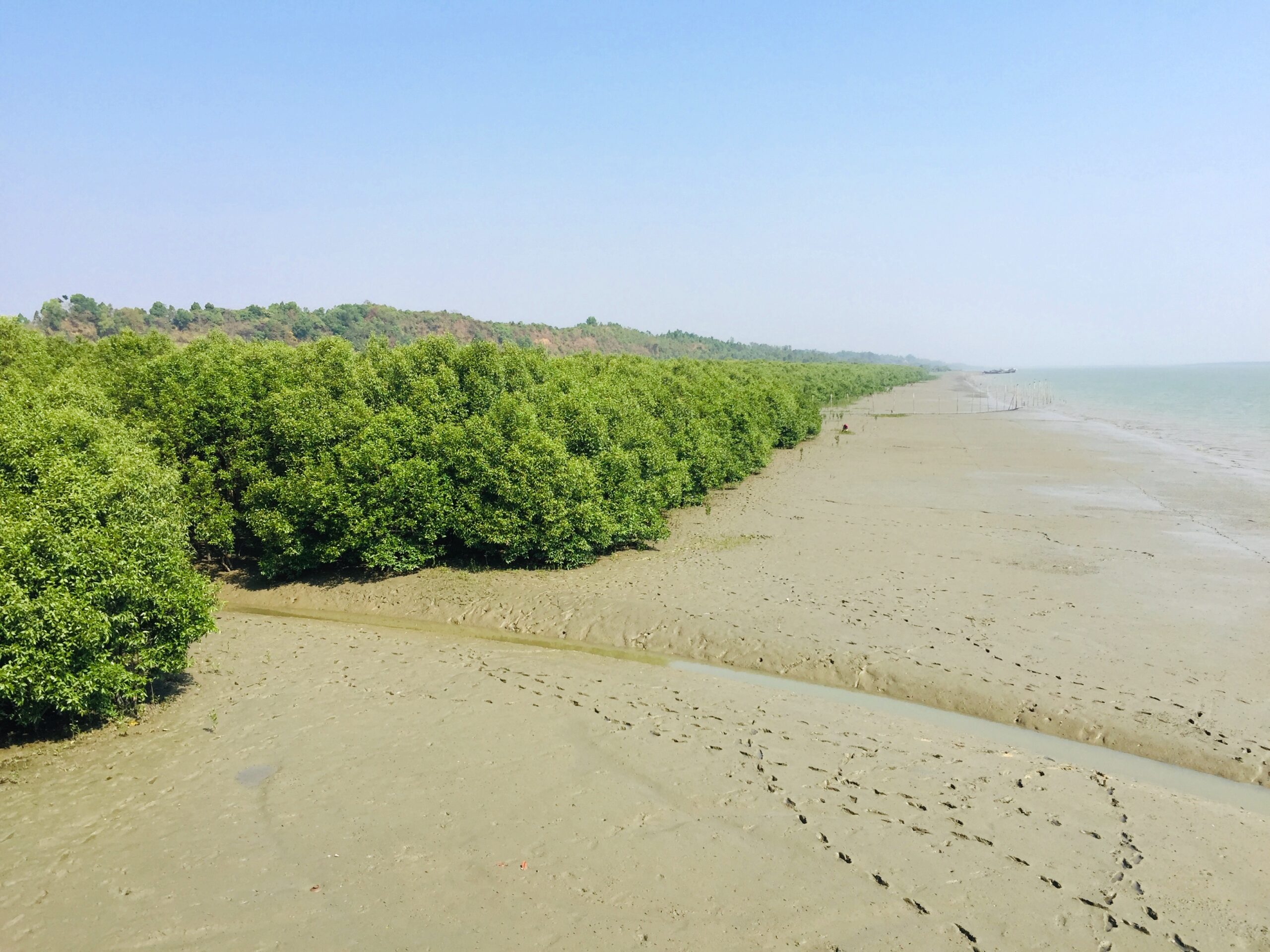 মহেশখালী দ্বীপ ভ্রমণ গাইড: যাওয়ার উপায়, খরচ ও দর্শনীয় স্থান 4 সোনাদিয়া দ্বীপের ম্যানগ্রোভ বন