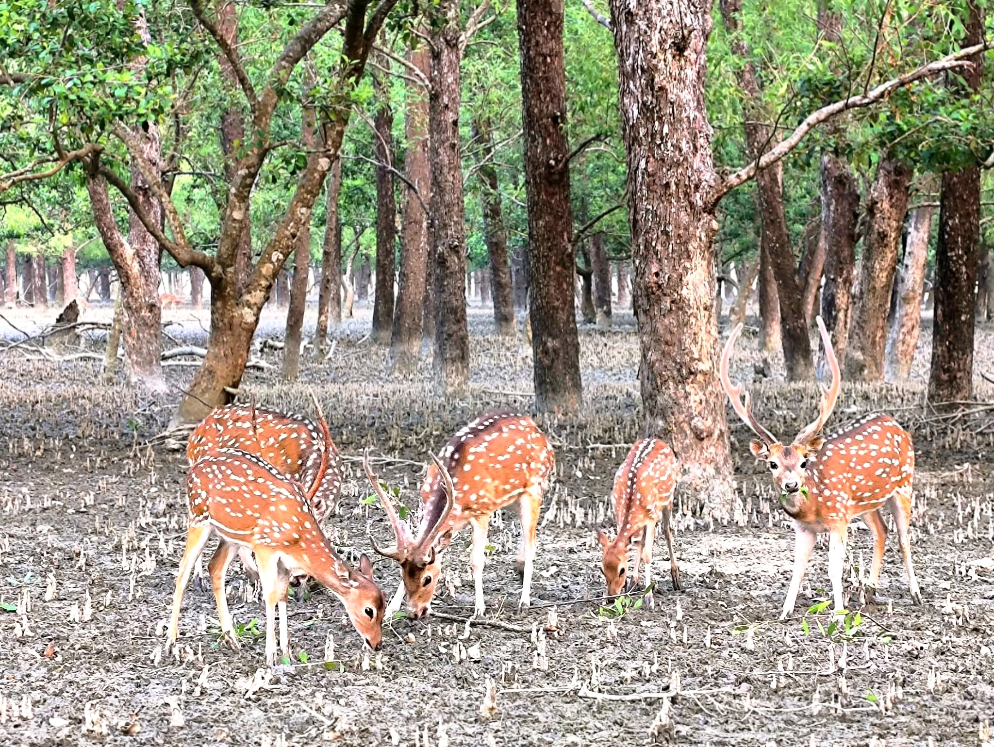 সুন্দরবনের ম্যানগ্রোভ বনে চিত্রা হরিণ