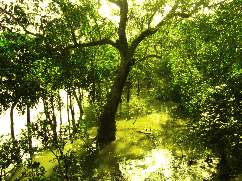 সুন্দরবনের সেরা রিসোর্ট: কোথায় থাকবেন, সতর্কতা ও সম্পূর্ণ গাইড 1 সুন্দরবনের ম্যানগ্রোভ বনের দৃশ্য