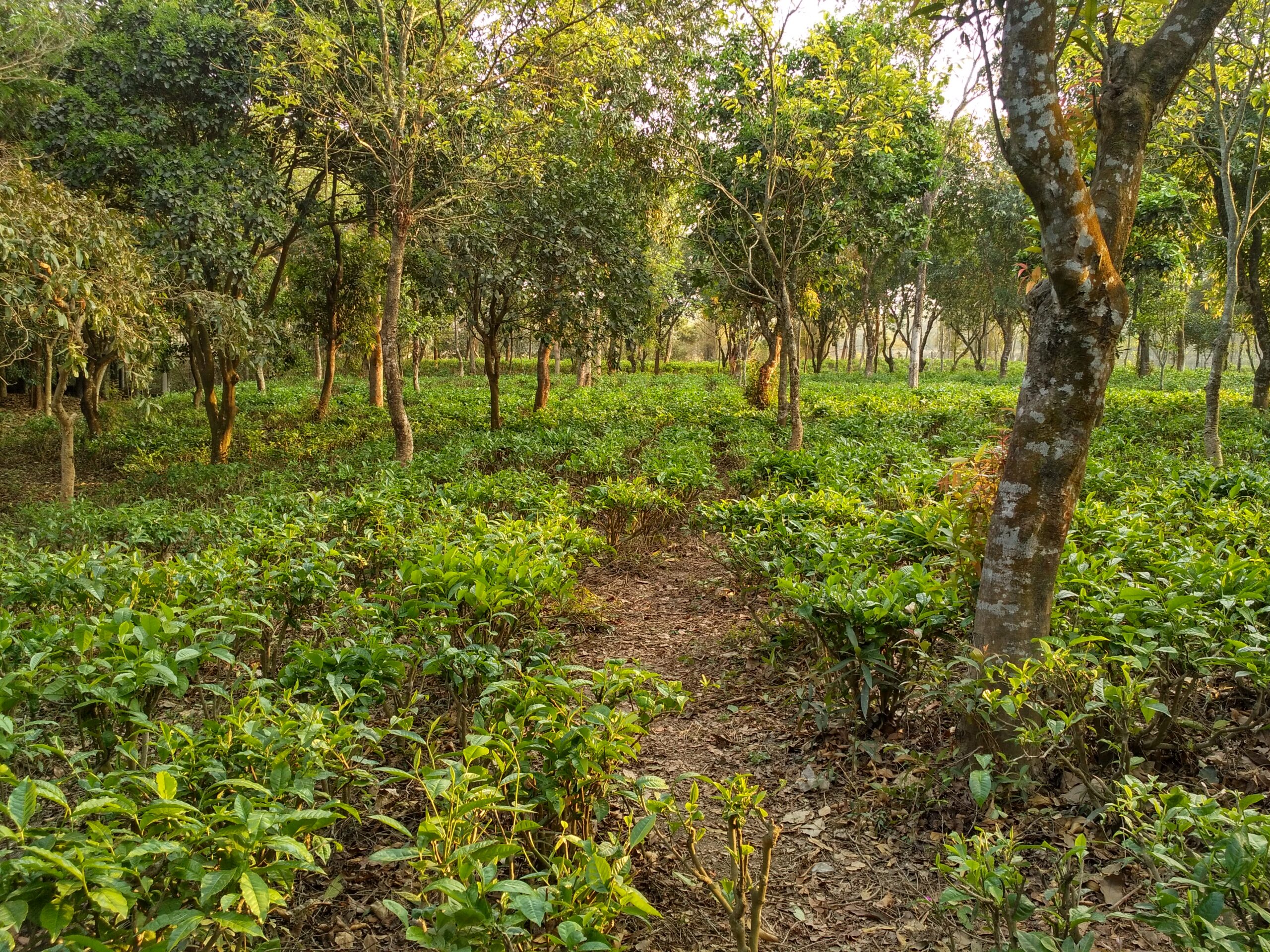 পঞ্চগড়ের হোটেল: সেরা ৯টি থাকার ঠিকানা ও ভাড়ার সম্পূর্ণ গাইড 3 চা বাগানে চা পাতা তোলার দৃশ্য
